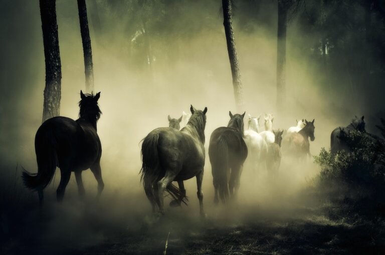 horses, animals, wild horses, nature, herd of horses, running, dusty, herd, horses, horses, horses, horses, horses, running, running