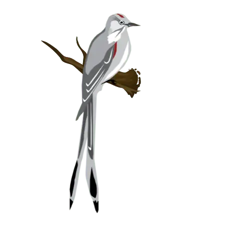 Scissortail Fly Catcher (1)